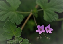 Kleine Blüten