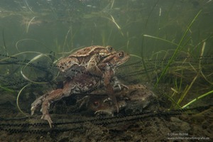 Erdkröten mit Laichschnüren