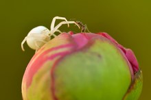 Krabbenspinne und Ameise