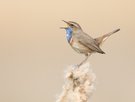 Blaukehlchen singt ein schönes lied.........