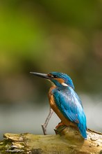 Eisvogel Portrait