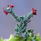 Mal raten ;-) Vorschaukästchen taubenblau mit violettstich?