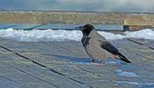 Nebelkrähen ( als Standvögel)....