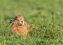 Osterhase