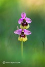 ophrys tenthredinifera subsp. neglecta