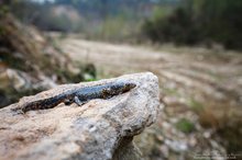 Lebensraum durch Menschenhand geschaffen