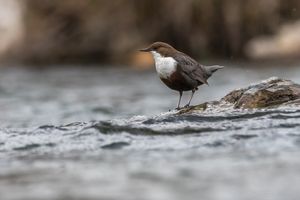 Wasseramsel