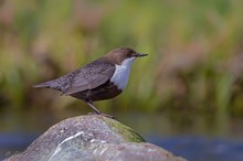 Nordische Wasseramsel