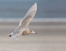 Der Eismöwe im vollen Flug