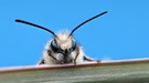 Kleine Wildbiene
