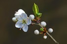 Frühlingserwachen