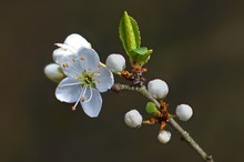 Frühlingserwachen