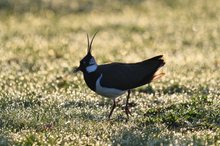 Kiebitzmännchen im feuchten Gras