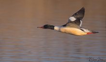 Gänsesägerflug im Morgenlicht