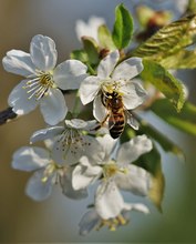 Die ersten Kirschblüten im Garten...