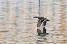 Ente im Flug über bunt glitzernden Wasser
