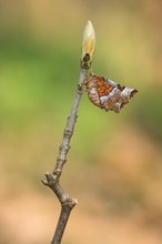 Wie ein welkes Blatt