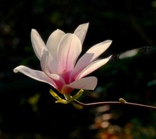 Magnolienblüte