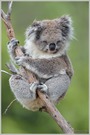 Koala (Phascolarctos cinereus)