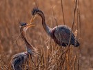 Nestbau bei den Purpurreiher