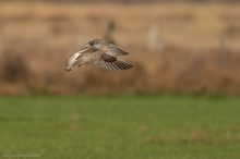 Kommt ein Brachvogel geflogen