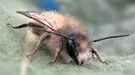 Kleine Wildbiene