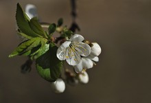 Vollfrühling ist...