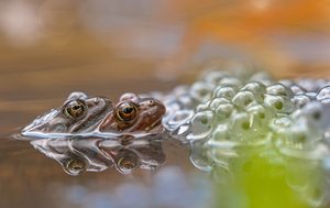 Hochzeit der Grasfrösche