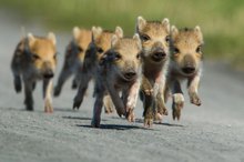 Schweinerennen