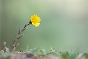 Huflattich (Tussilago farfara)