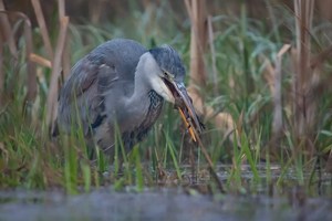 Dann wurde es dunkel für den Frosch ...