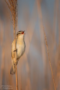 Schilfrohrsänger