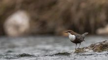 Wasseramsel die zweite