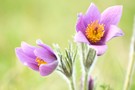 Kühchenschellen April, April Wetter