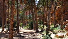 "Wald" (im Oman)