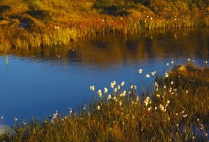 Sommerabendlicht