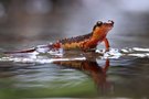 Karpathos-Salamander