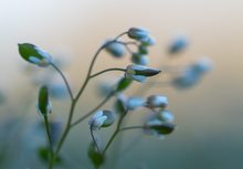 Frühlings-Hungerblümchen (Draba verna)