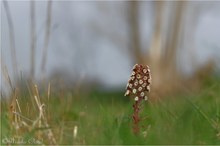 Gewöhnliche Pestwurz (Petasites hybridus)