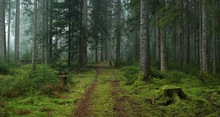 Trüber Tag im Wald