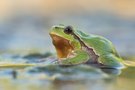 Laubfrosch