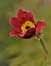 Kuhschellen-Portrait