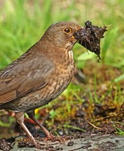 Charly Amsel "seine Frau"...