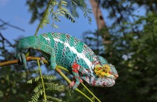 Furcifer pardalis, Nosy Faly