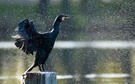 Kormoran im Wassergestöber