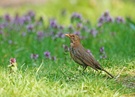 Charly Amsel"seine Frau"...