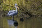 Könnte das ein Pelikan sein?