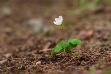 Oxalis acetosella