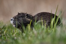 Nutria beim Landgang