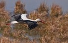 Weißstorch (Ciconia ciconia)